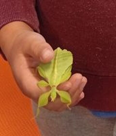   ?ufs de Phasmes feuilles ou Phyllium philippinicum 