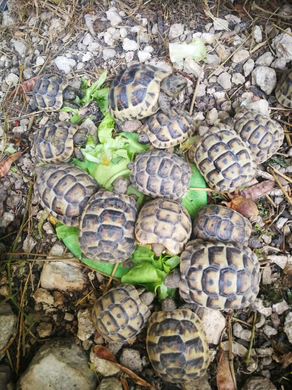   Bb tortues née été 2025 