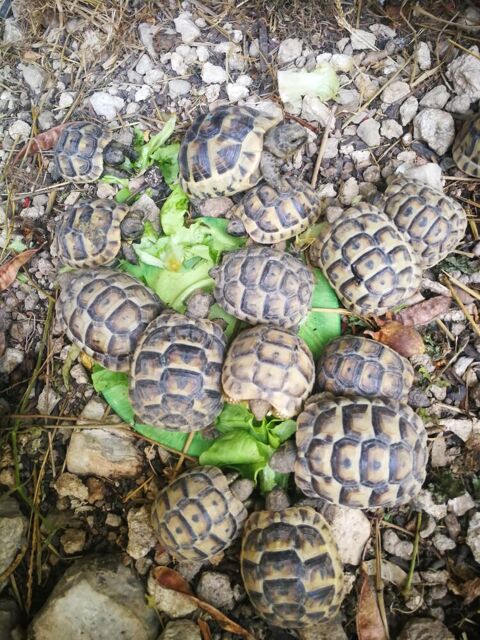 Bb tortues n&eacute;e &eacute;t&eacute; 2025 50 30000 Nîmes