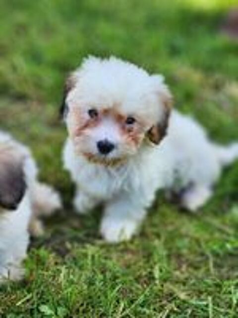   Chiots coton de Tuléar  
