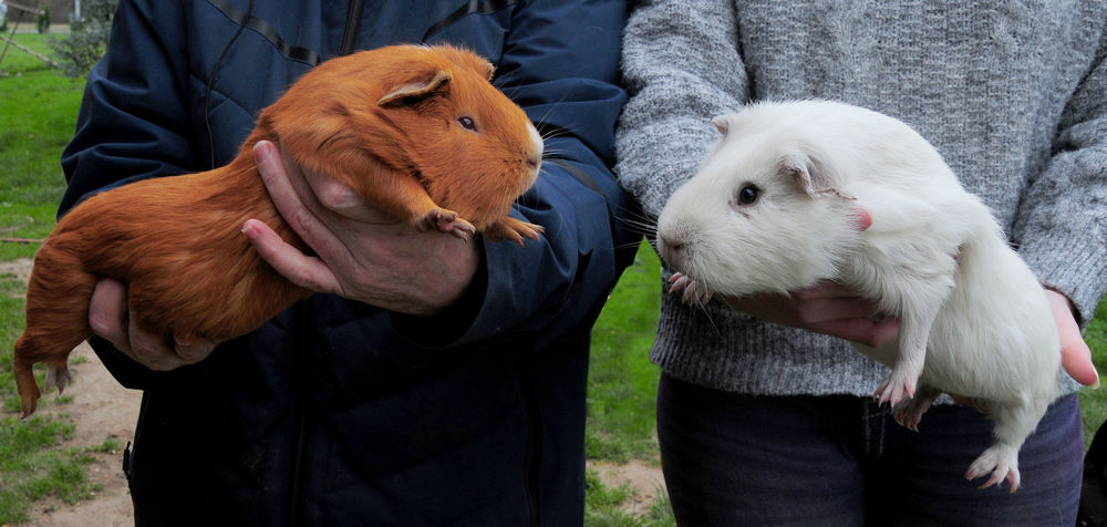  Cochon d'inde géant Cuy 