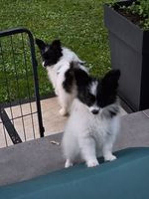  Papillon femelle à réserver  