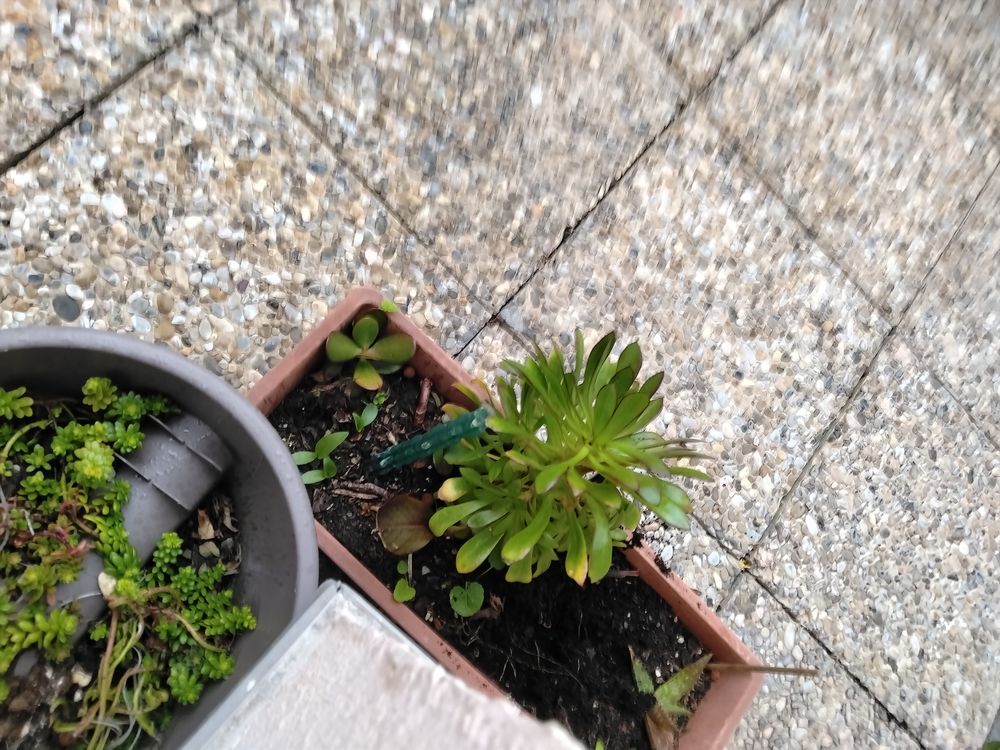 POTS DE FLEURS A GOGO &agrave; partir de 3€ pi&egrave;ce le pot 
et plante Jardin