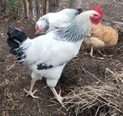   COQ SUSSEX  
