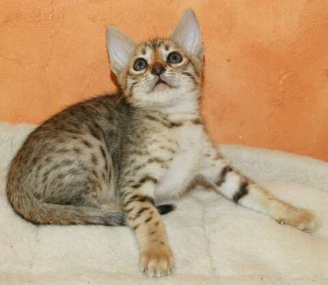 CHATON SAVANNAH LOOF 1850 31190 Mauressac