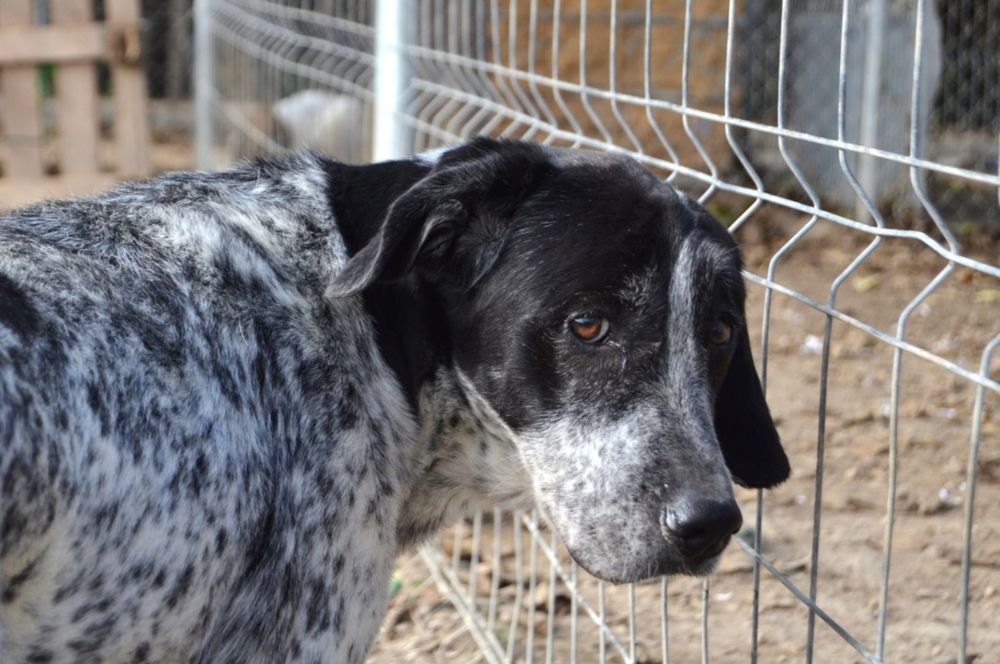   MIKU  4 ans – Une chienne en or à adopter ! 