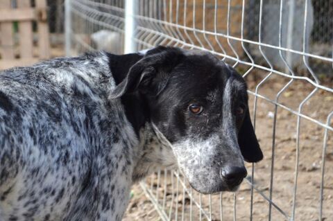 MIKU  4 ans � Une chienne en or &agrave; adopter ! 315 32000 Auch