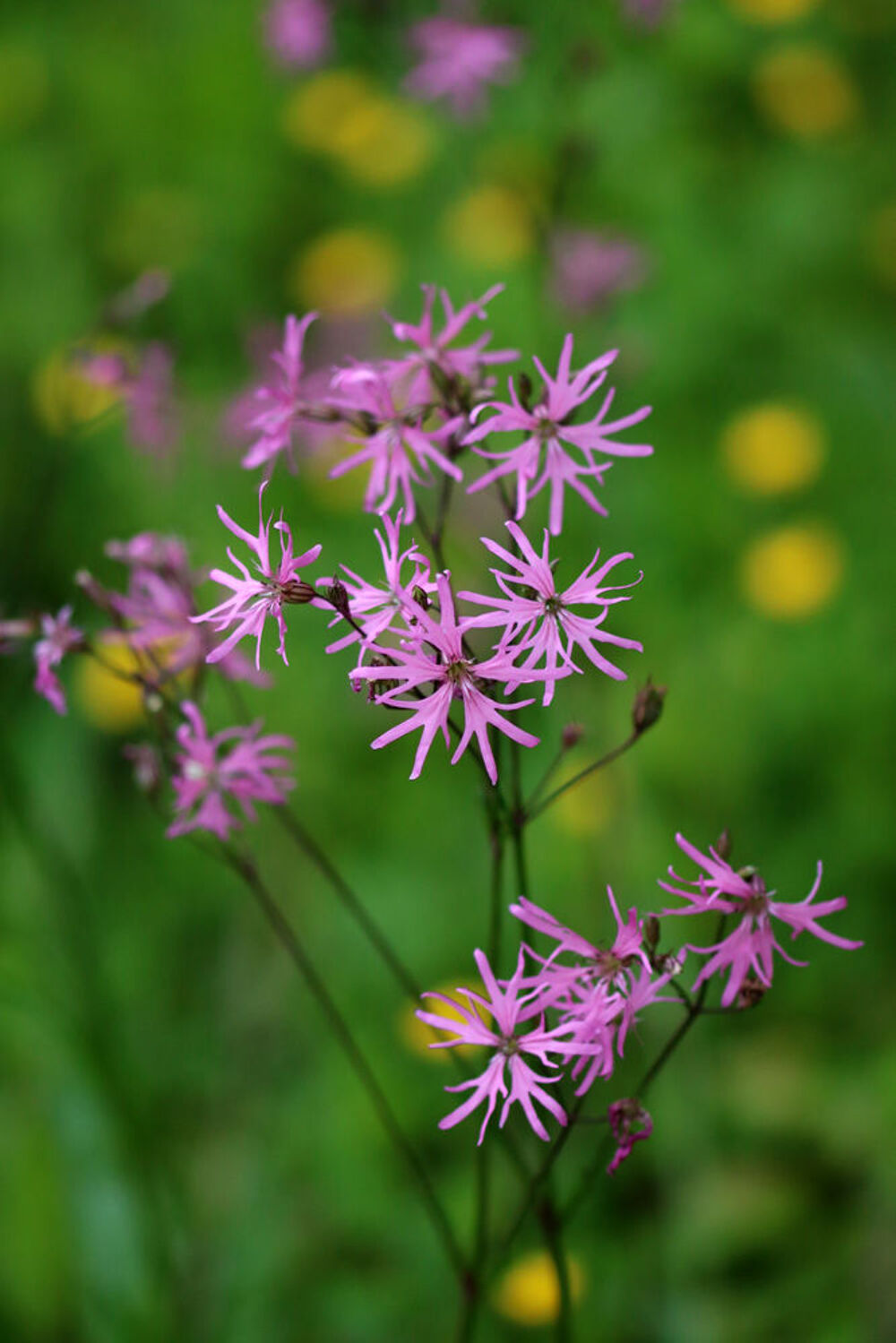 Lychnis flos-cuculi graines
Jardin