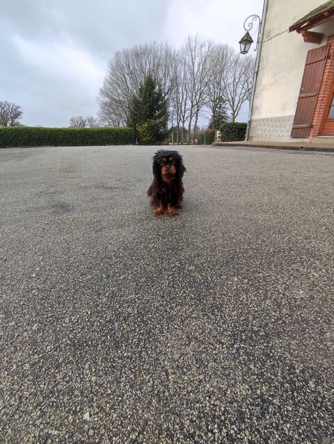 Femelles Cavalier King Charles . 700 87320 Darnac