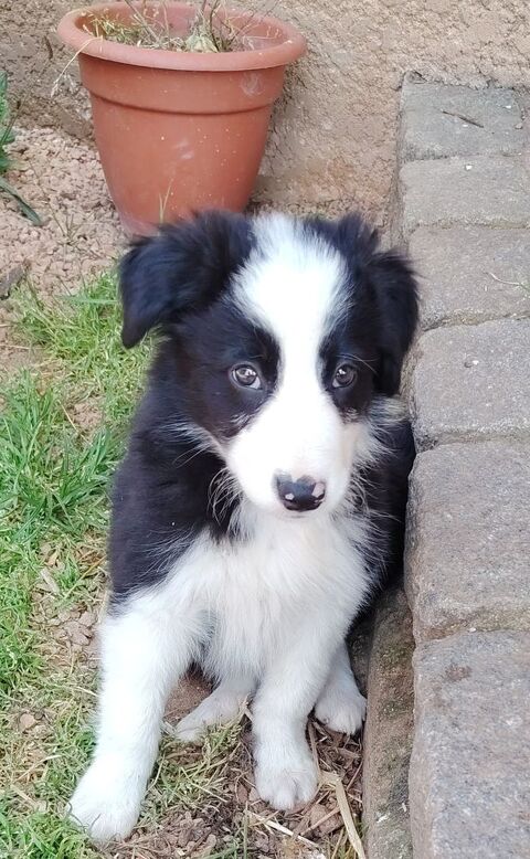 Chiot border collie 0 42630 Régny