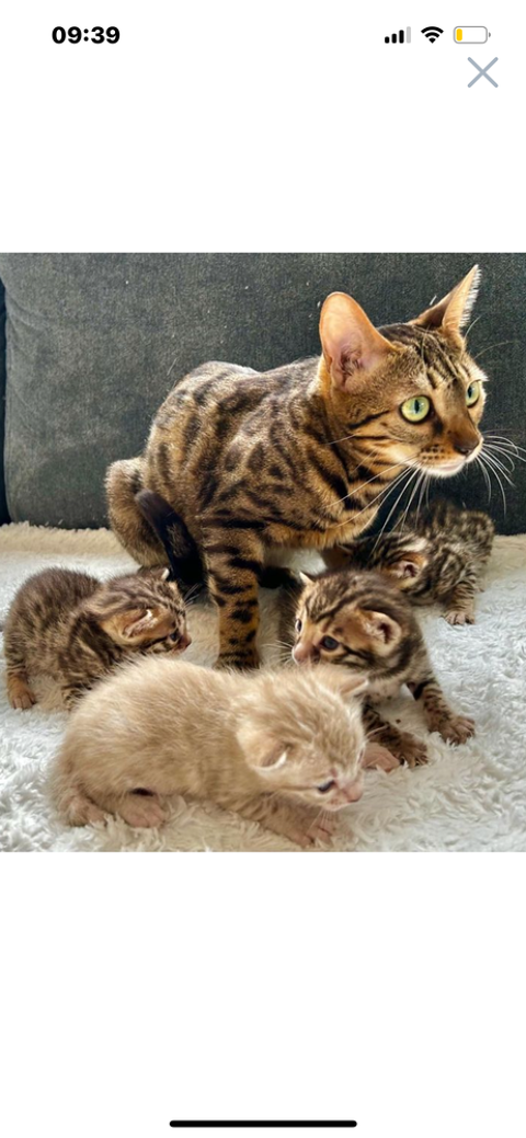 chatons bengals 1000 75018 Paris