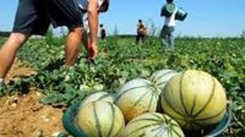  Recherche un emploi  la cueillette des melons 