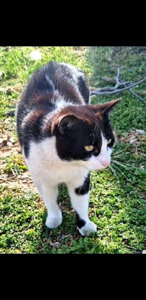 TROIS CHATS 125 13140 Miramas