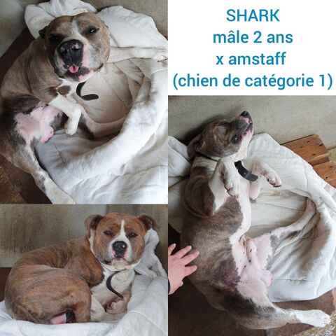Shark, staff 7 ans LOF 0 81200 Aussillon