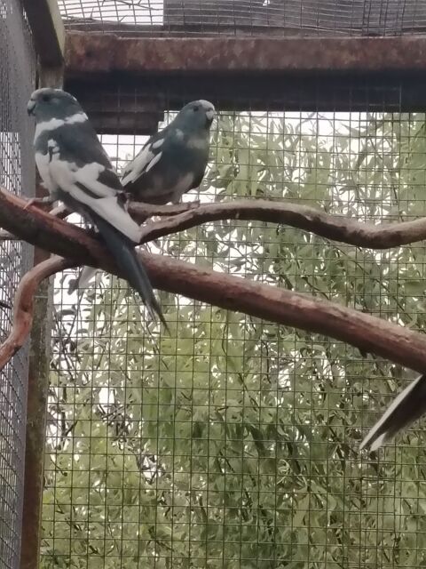 Kakariki 40 29250 Plougoulm