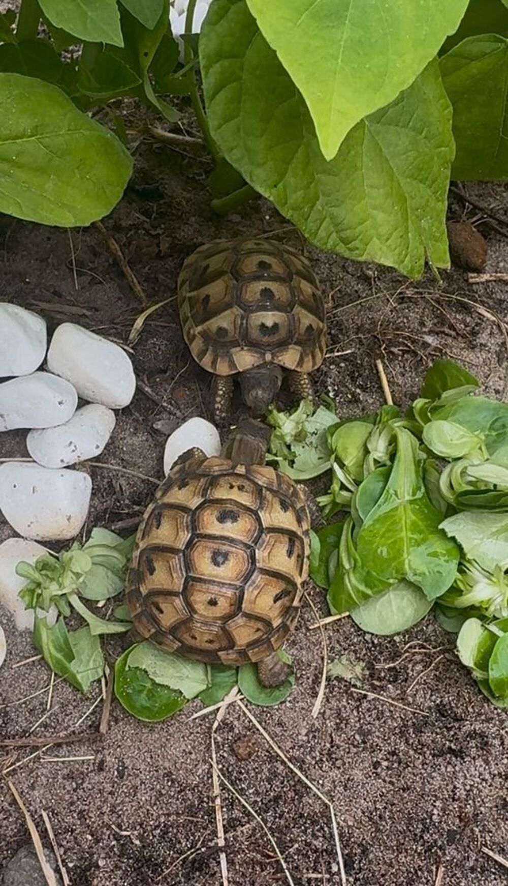   2 Tortues d'Hermann juvéniles  