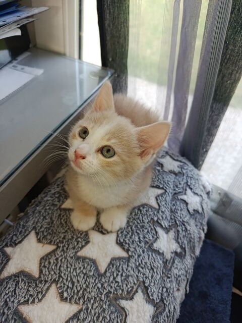 Beau chaton mâle roux et blanc doux, câlin et sociable de 2 mois 130 31320 Auzeville-tolosane