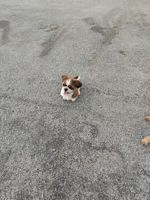   Male Shih Tzu à  réserver. 