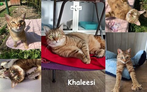 urgent pour Khaleesi 2 ans 3 pattes à adopter 1 27170 Beaumont-le-roger