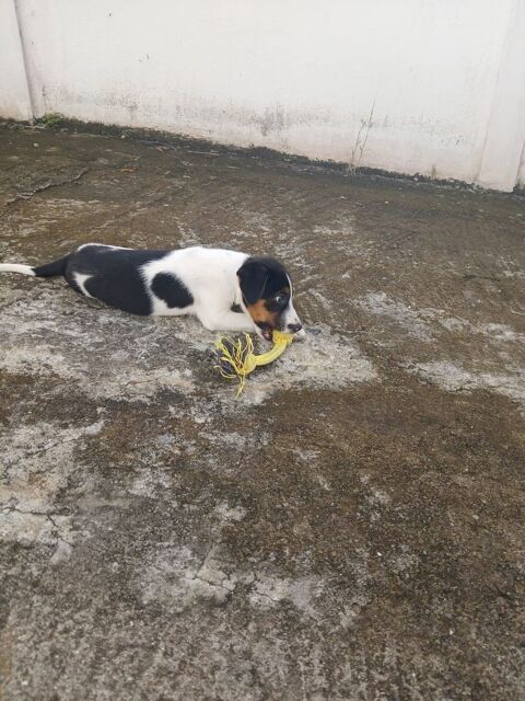 Only, femelle Xborder collie n&eacute;e le 09/10/2025 300 35000 Rennes