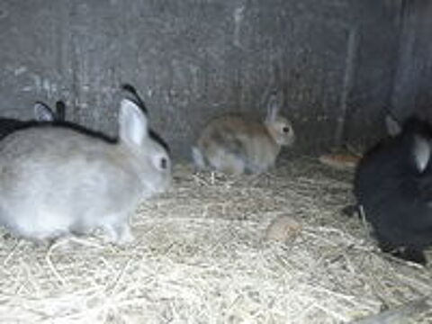   Lapin nain 