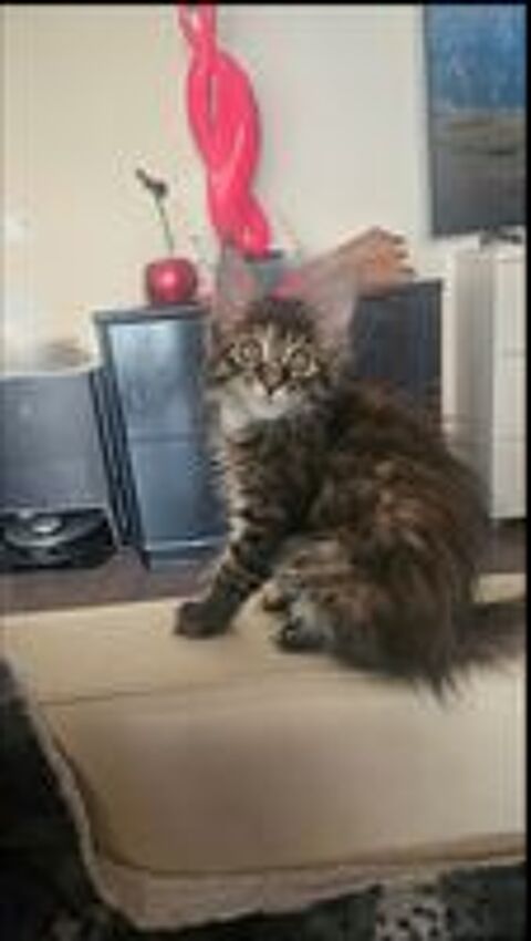  Vend Maine coon loof 