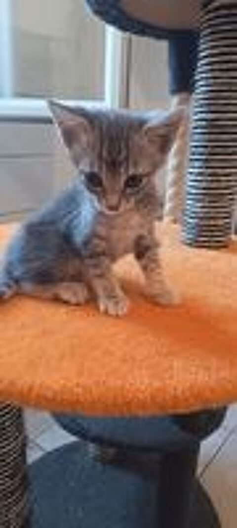   Chat YAGO à l adoption 