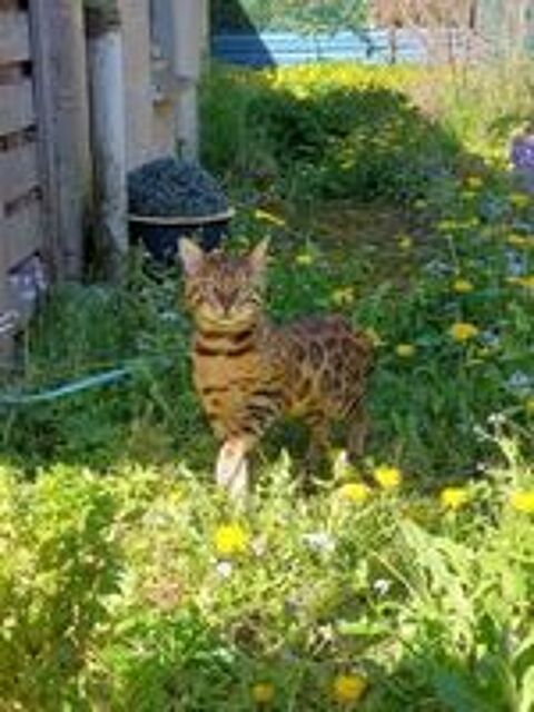   Deux magnifiques chatons Bengal mâles Brown Tabby Spotted 