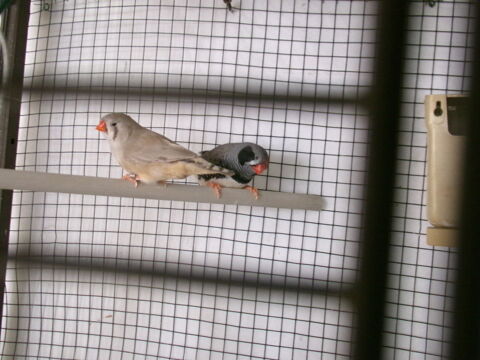 Oiseaux 30 17210 Montlieu-la-garde