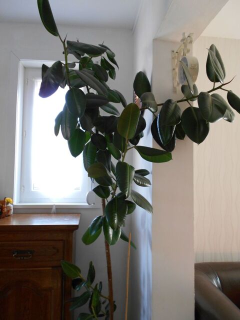 Grande plante verte d ' intrieur ficus 50 Bapaume (62)
