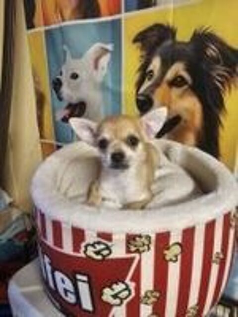   chihuahua 