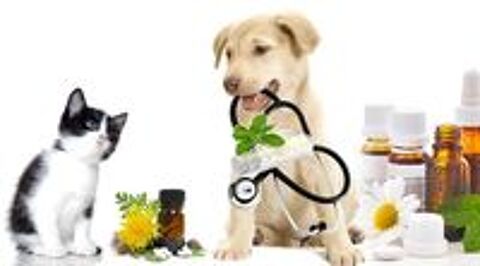   Naturopathe/ Toiletteur animalier  
