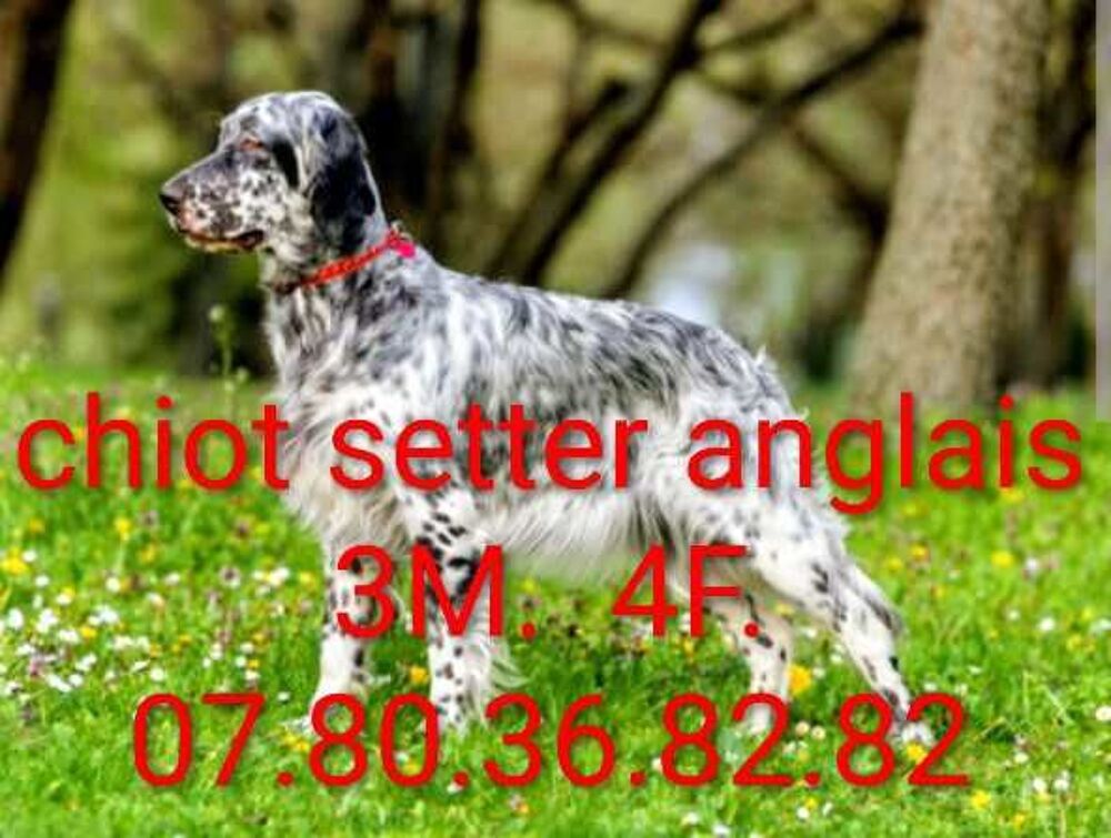 chiot Sports