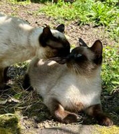   Chatons Siamois Thaï M et F 