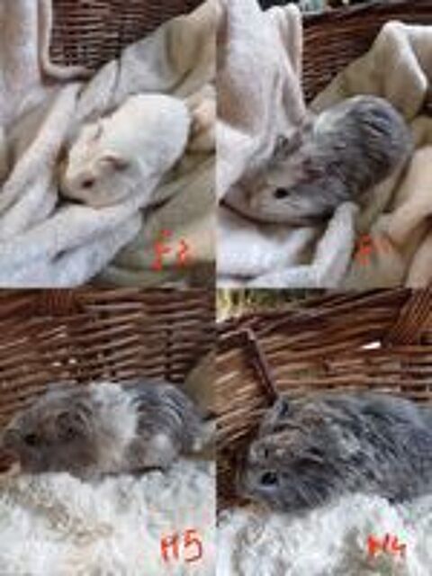   Cochon d'inde 