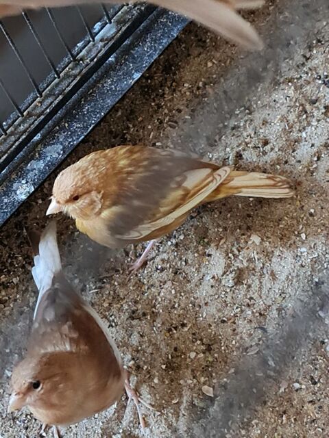 Canari 20 77400 Lagny-sur-marne