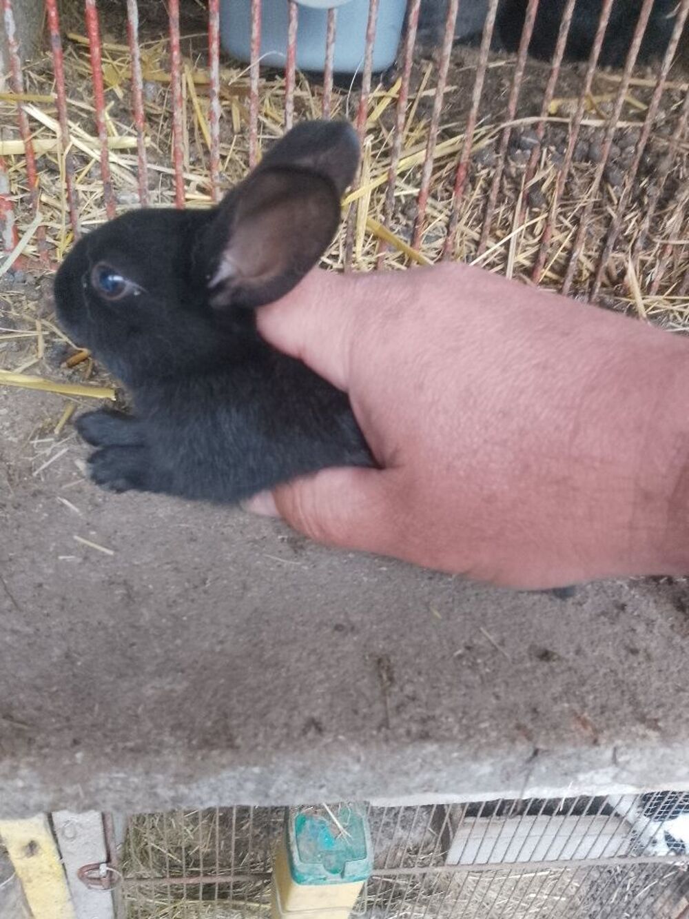   Bonjour van lapin  