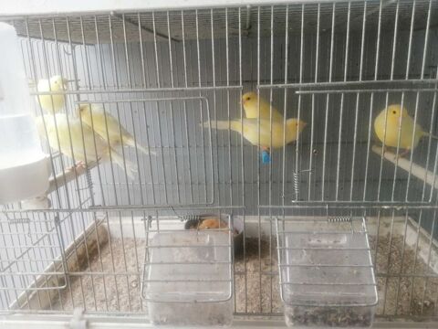 Canaries malinois pur race jeune de 2025 0 59450 Sin-le-noble