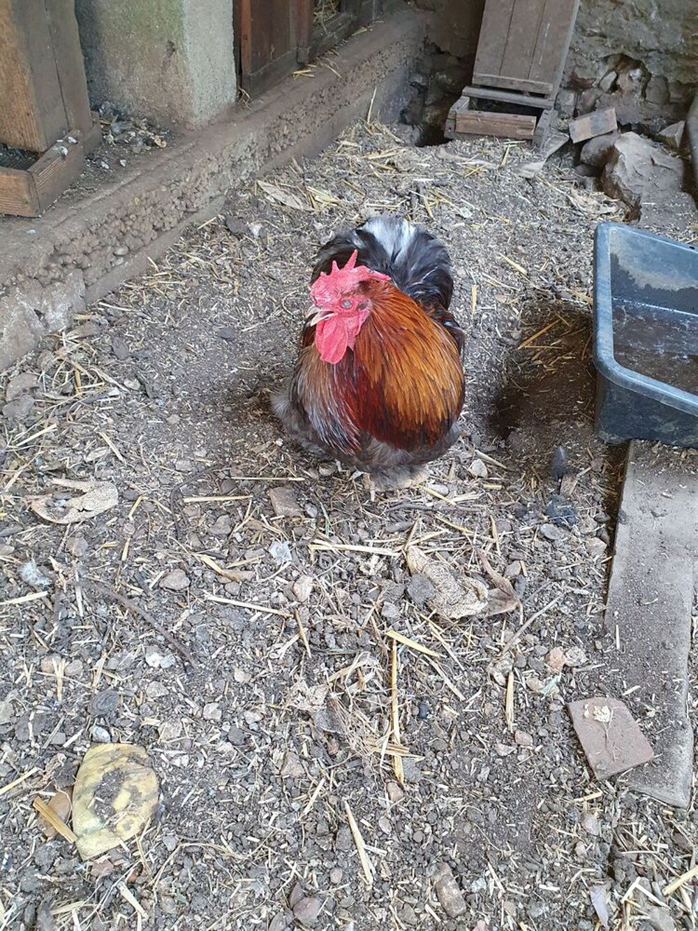   Donne coq nain bantam de pekin 