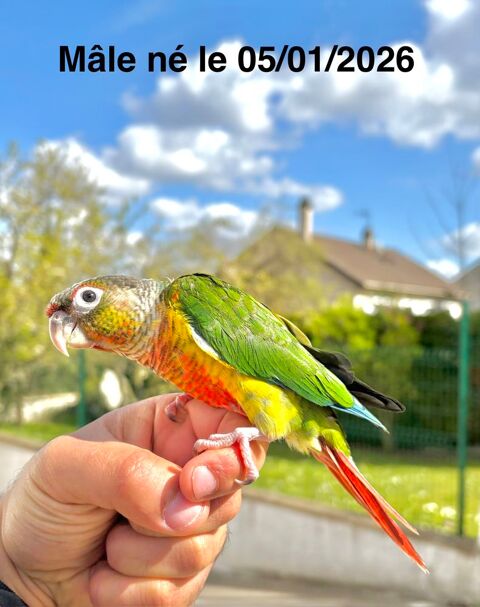 Tr&egrave;s Belles Conure Molina&eacute; EAM TR&Egrave;S BIEN APPRIVOIS&Eacute;ES 2026 450 94450 Limeil-br�vannes