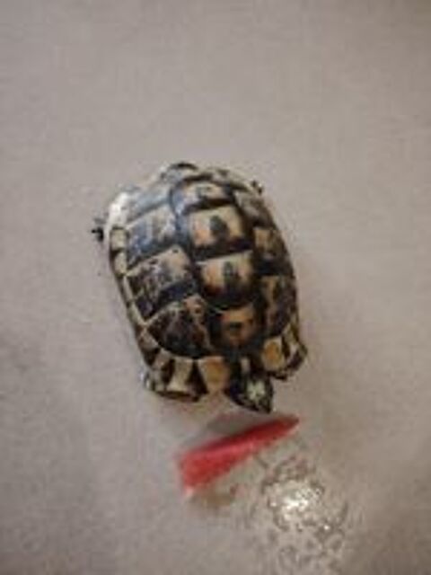   Tortue de terre adulte 7Ans 8000 Grenoble 