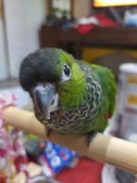   Conure molinae / rupiccola/ lépida  