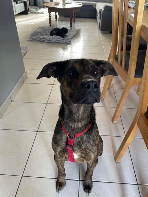 FIONA, superbe Beauceronne croisée Boxer à adopter via l'association UMA 380 44650 Corcou-sur-logne