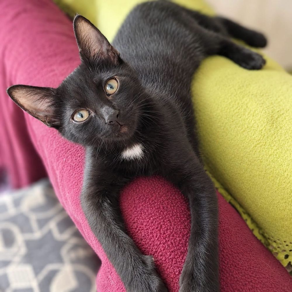   Loulou - chaton 