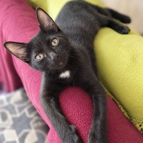 Loulou - chaton 100 26380 Peyrins
