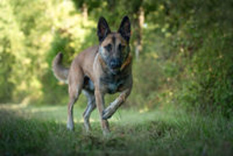   TAO mâle type malinois 4 ans  