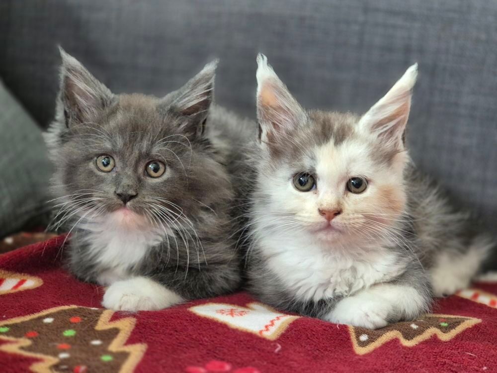   Chaton Maine Coon Mâle LOOF 