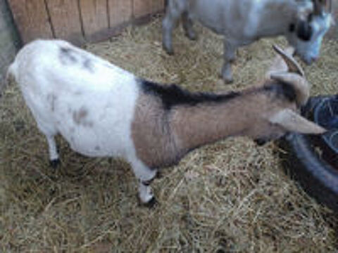   Sepultura, chèvre naine à adopter 