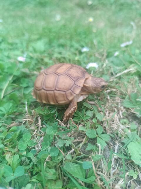 Tortue sulcata 80 37000 Tours
