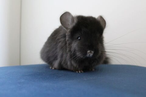 Femelles chinchillas angoras 100 28350 Dampierre-sur-avre